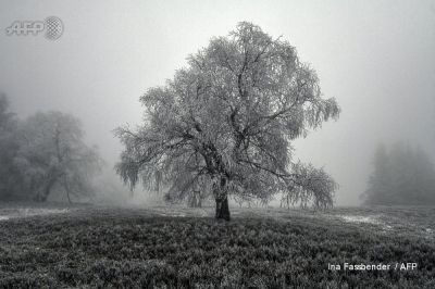 χιονισμένο μοναχικό δέντρο